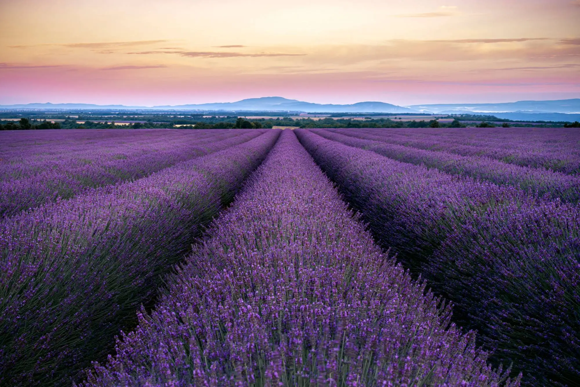 Champ de lavande en fleur sur le plateau de Valensole, au coucher du soleil
